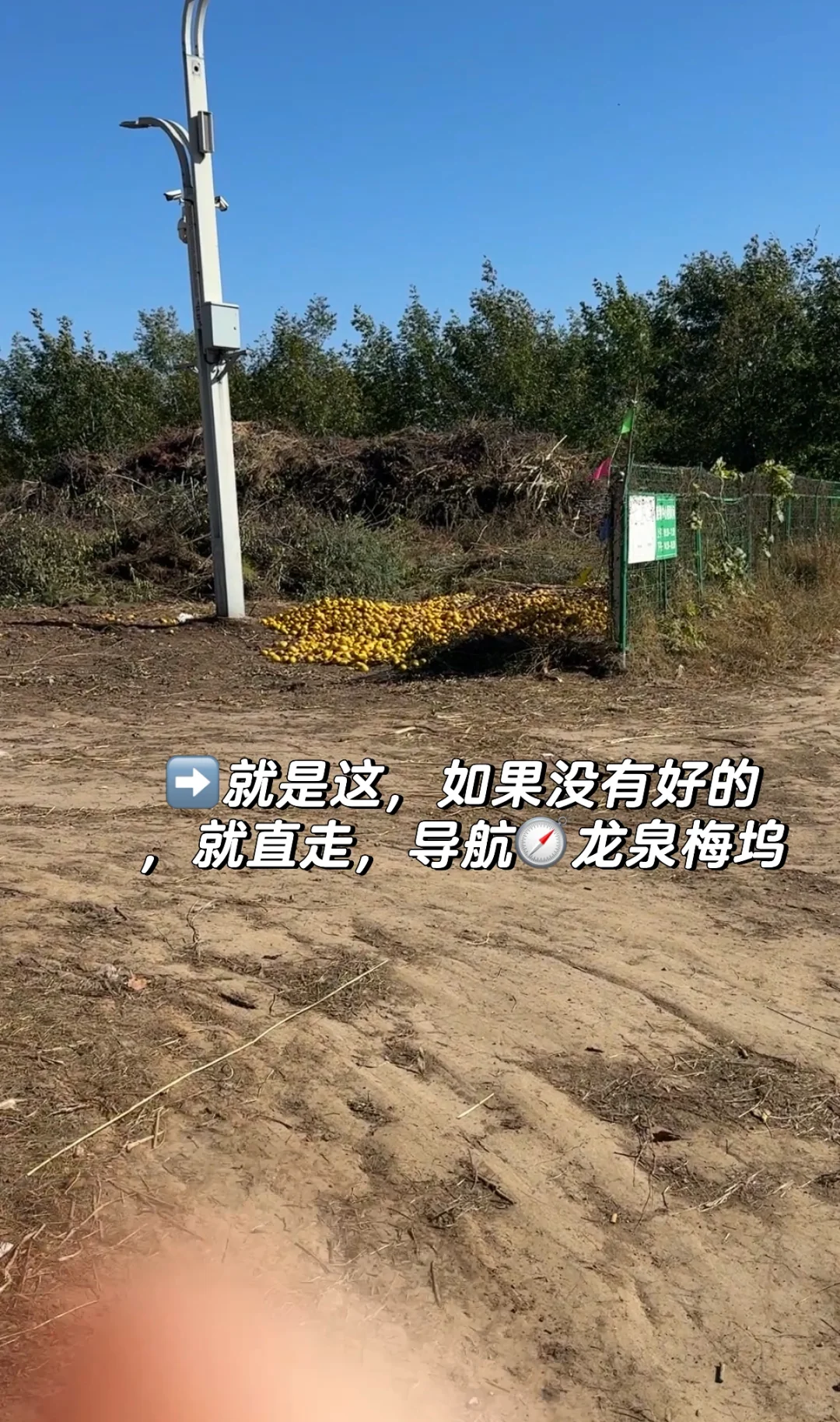 石家庄龙泉湖捡木瓜｜赏秋｜看我一篇就够啦