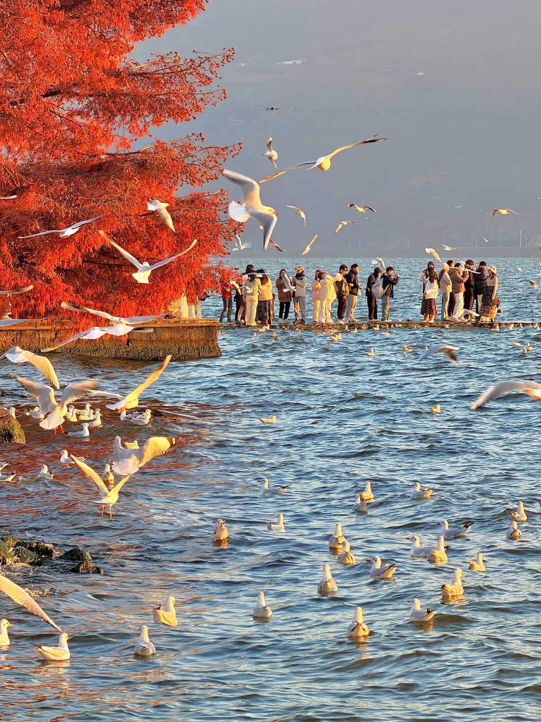 12.2实况🌅今天的大理！！！杀疯了！！！！！！！！！！！