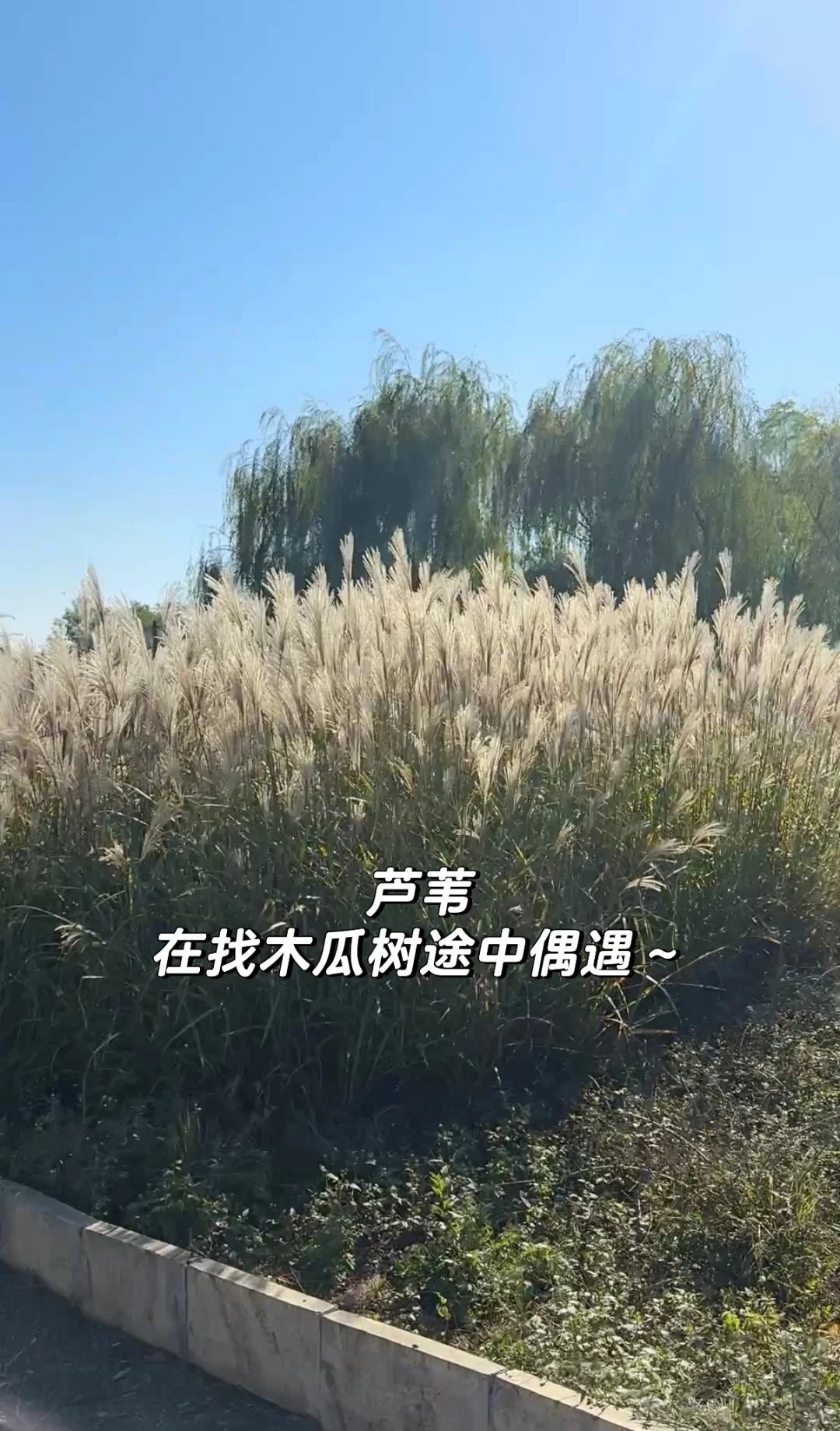 石家庄龙泉湖捡木瓜｜赏秋｜看我一篇就够啦