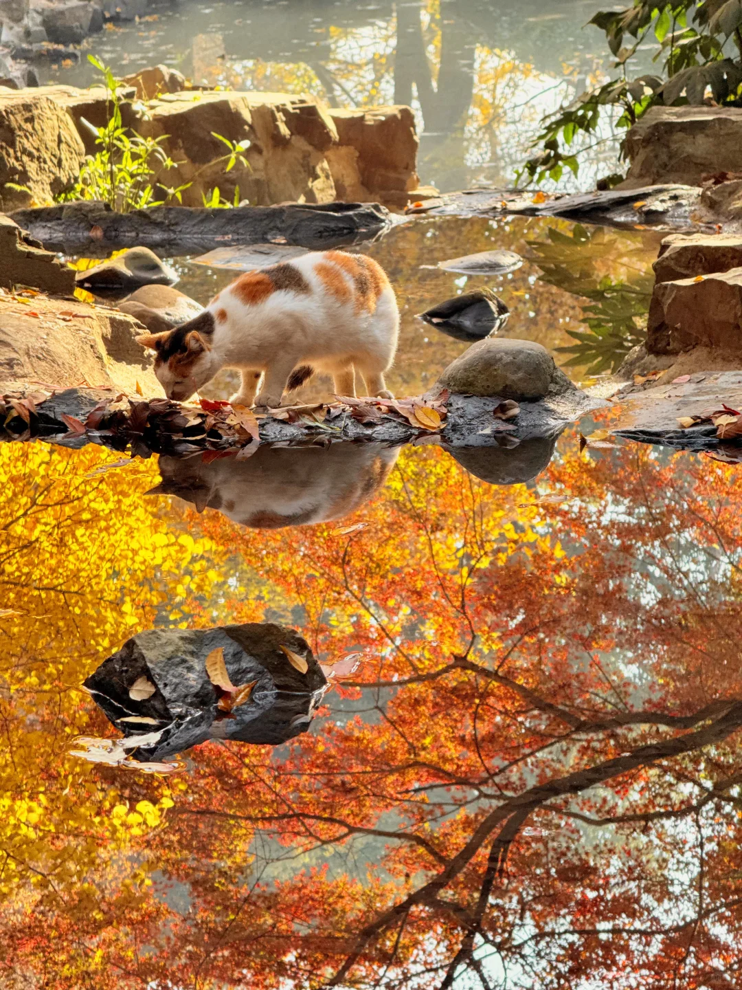 12.6实拍live🍁苏州虎丘红枫杀疯了！！！！！！！！