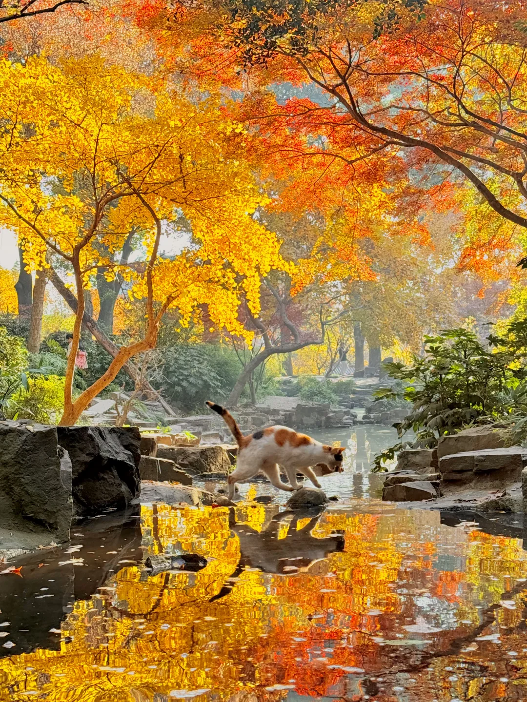 12.6实拍live🍁苏州虎丘红枫杀疯了！！！！！！！！