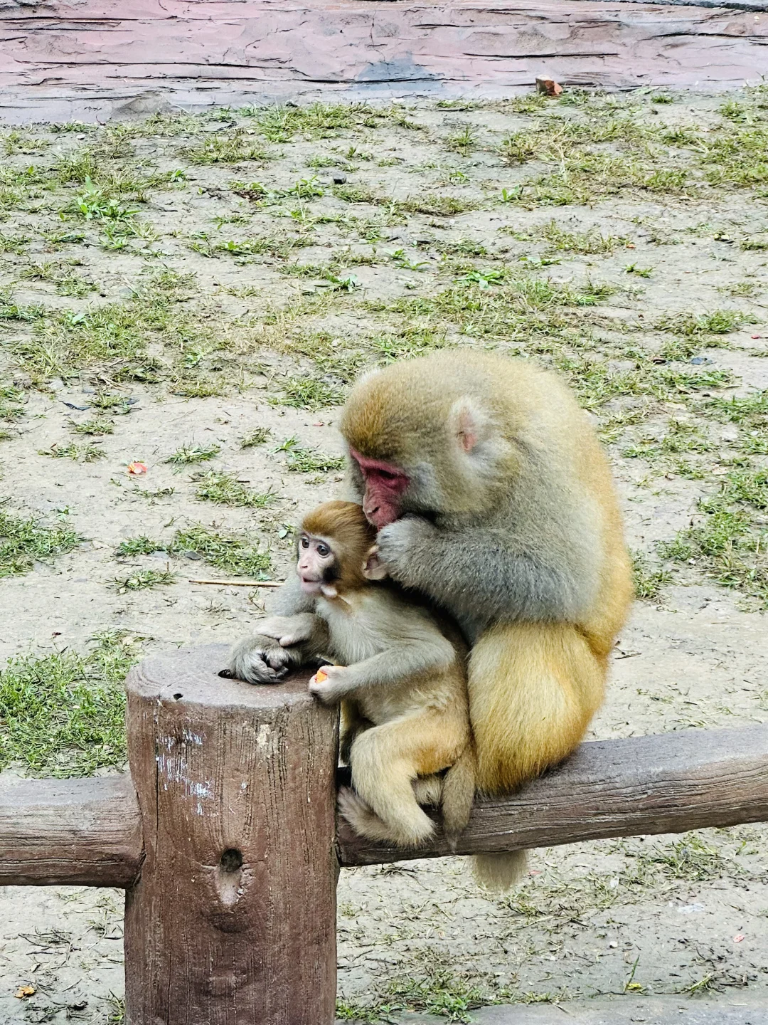 看猴去这个冷门景区就够啦！不用去峨眉山啦