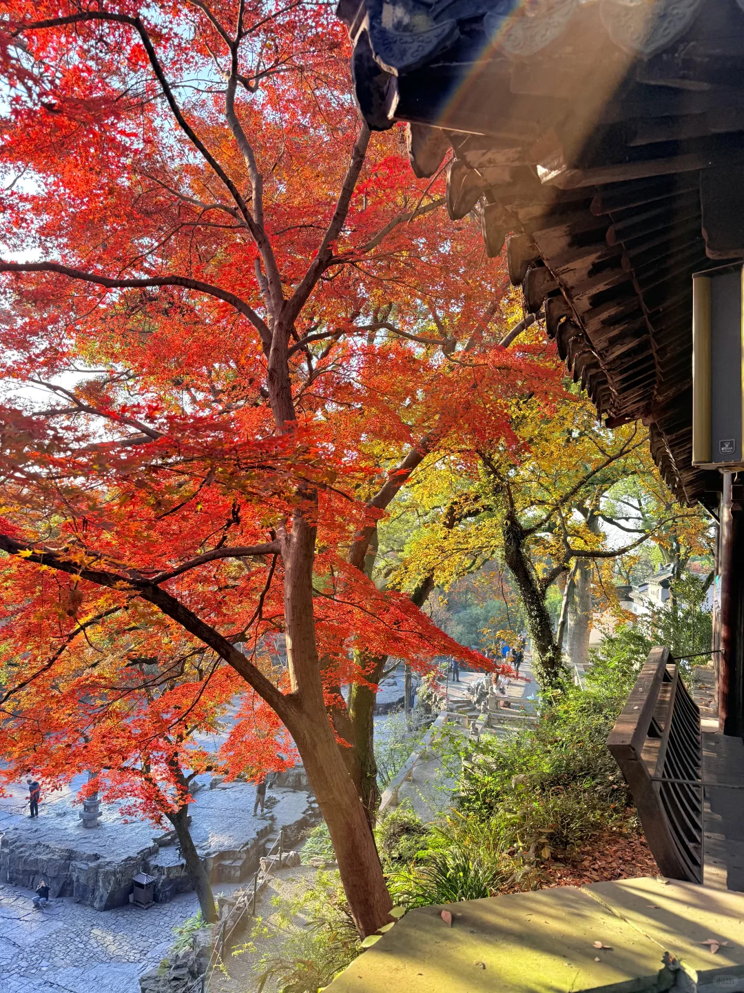 12.6实拍live🍁苏州虎丘红枫杀疯了！！！！！！！！