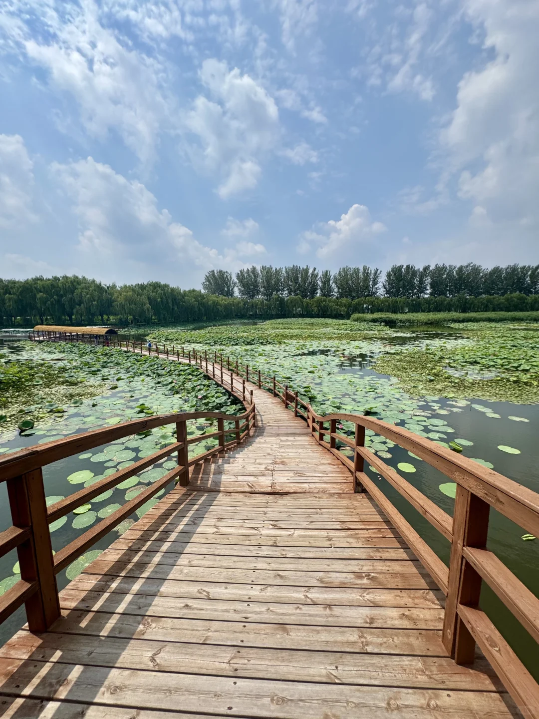 北国水乡🪷荷香苇荡织就的生态画卷