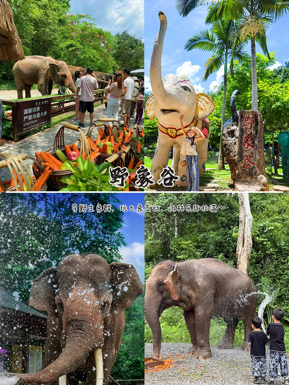 🔥强烈推荐！西双版纳亲子游轻松不费妈！