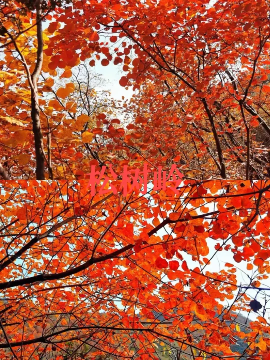 石家庄红叶天花板合集，收藏这篇就够了❗️