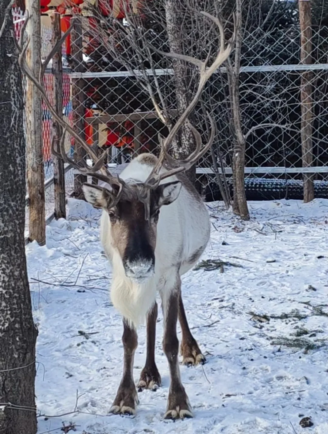 亚布力雪乡一日游｜包车保姆级攻略简洁版