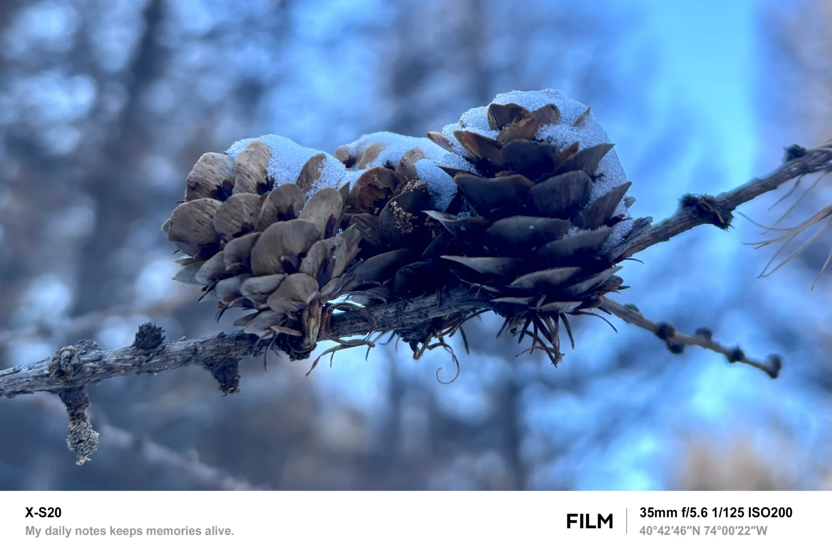北京最近的林海雪原！桦皮岭可冲！