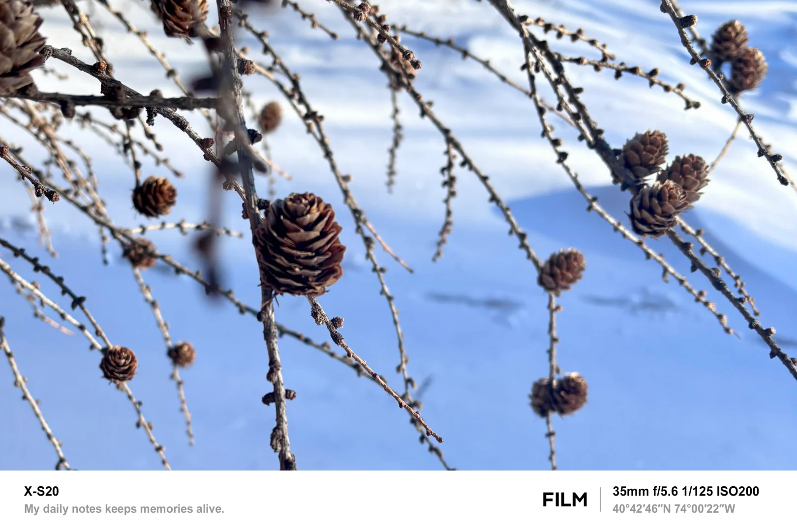 北京最近的林海雪原！桦皮岭可冲！