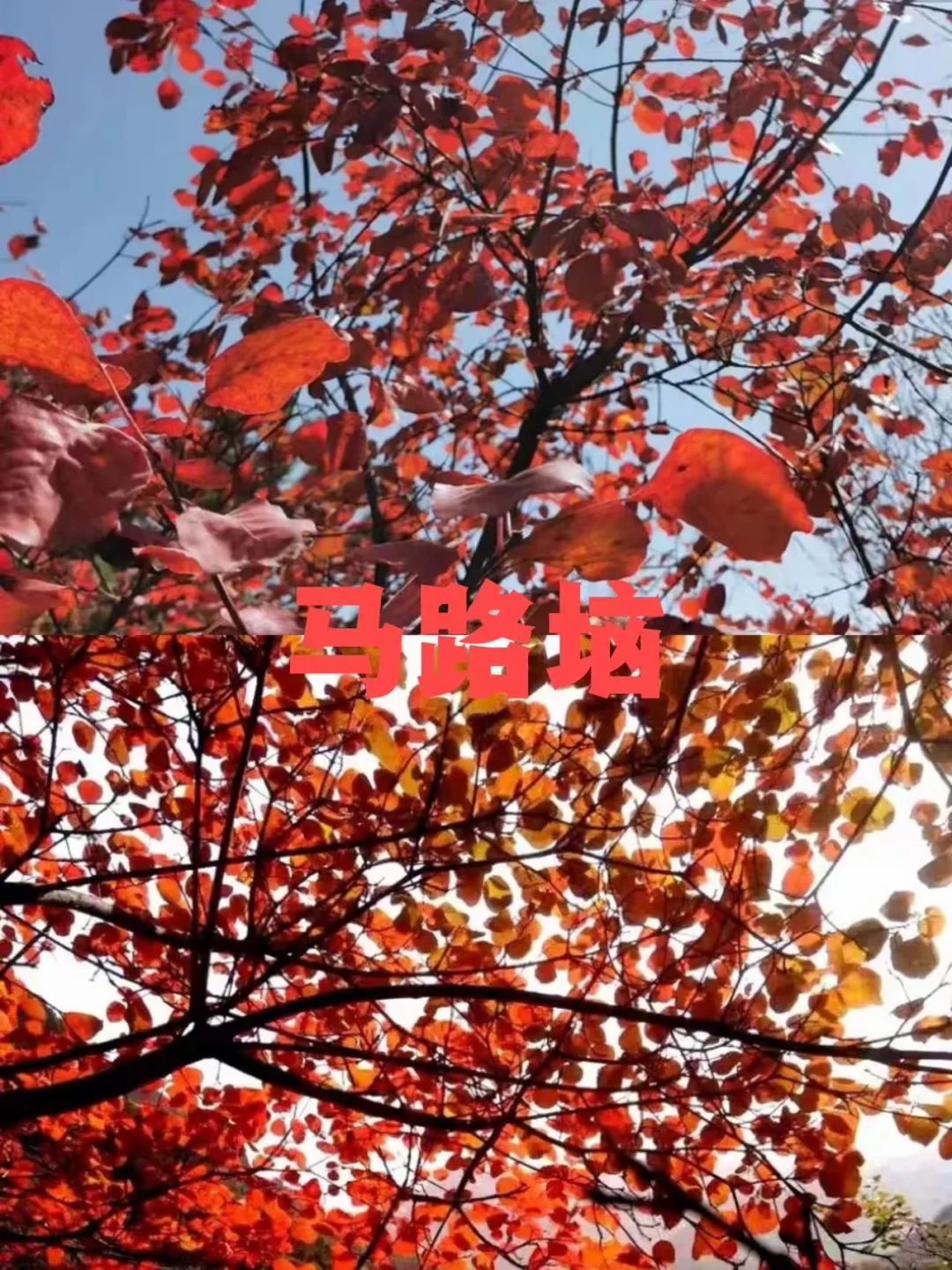 石家庄红叶天花板合集，收藏这篇就够了❗️