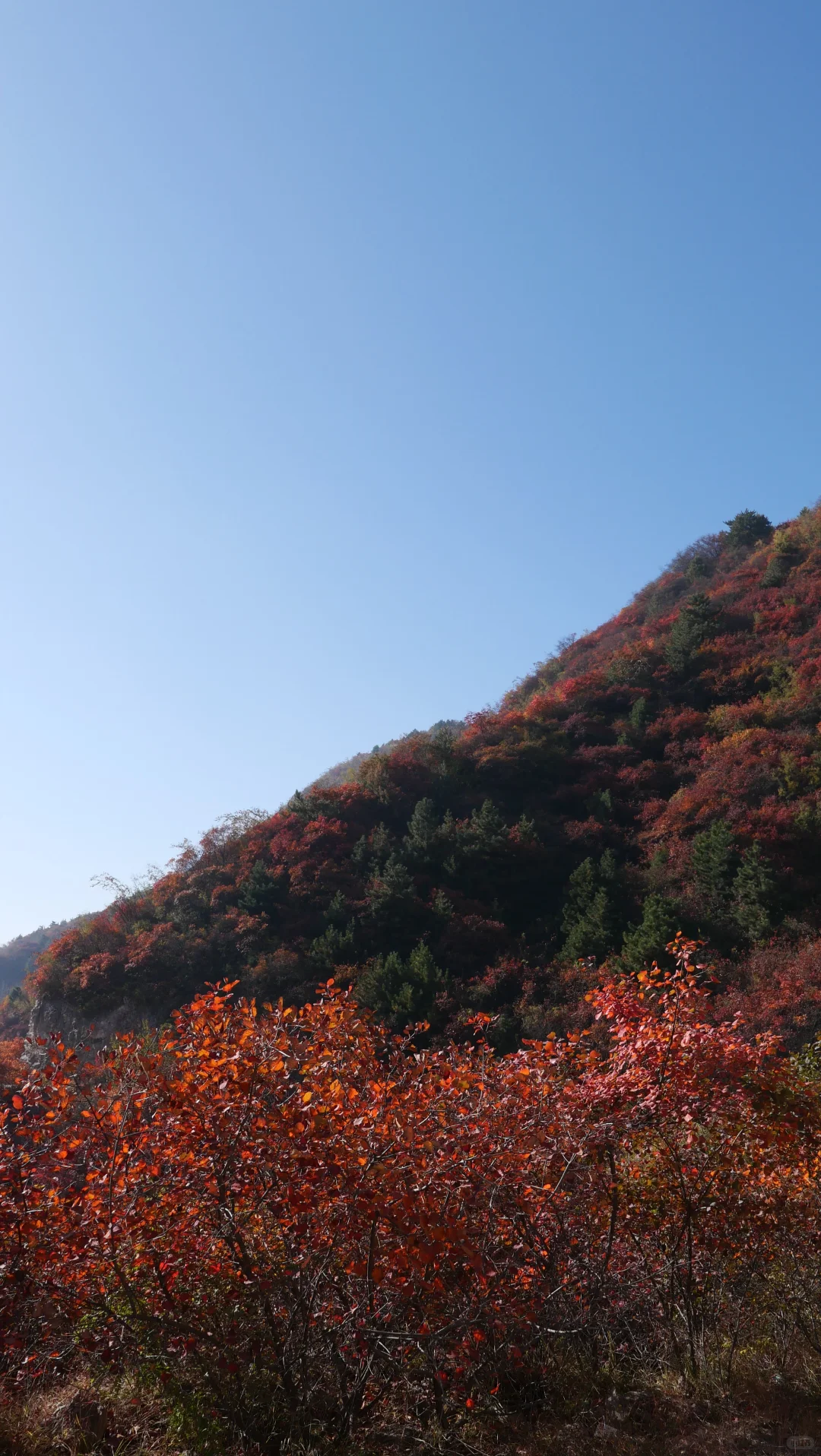 石家庄｜最美红叶观赏路线