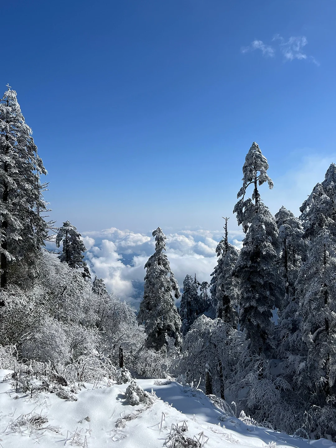 去瓦屋山提前买票❗️门票➕双索道套票168💰