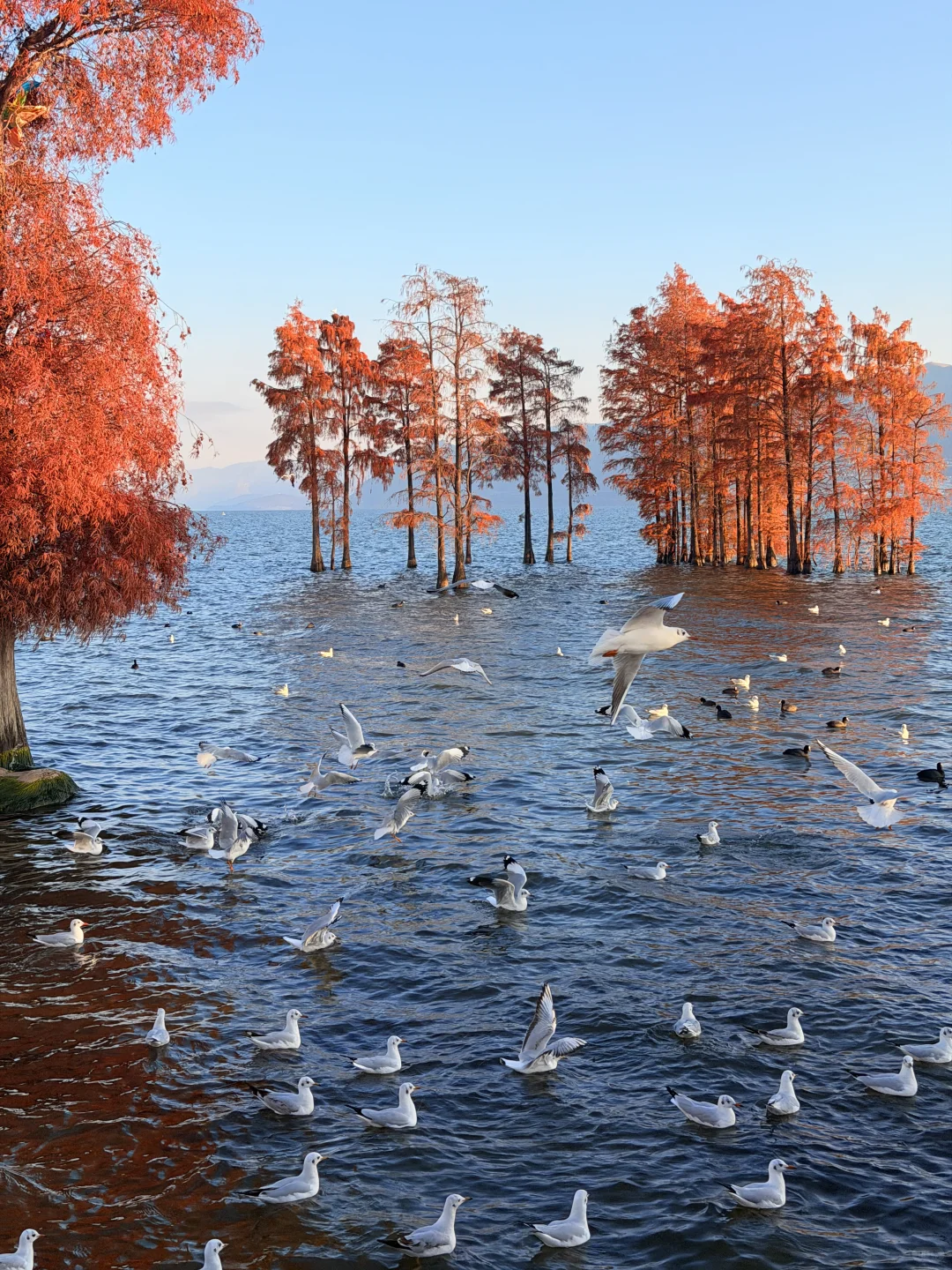 12.2实况🌅今天的大理！！！杀疯了！！！！！！！！！！！