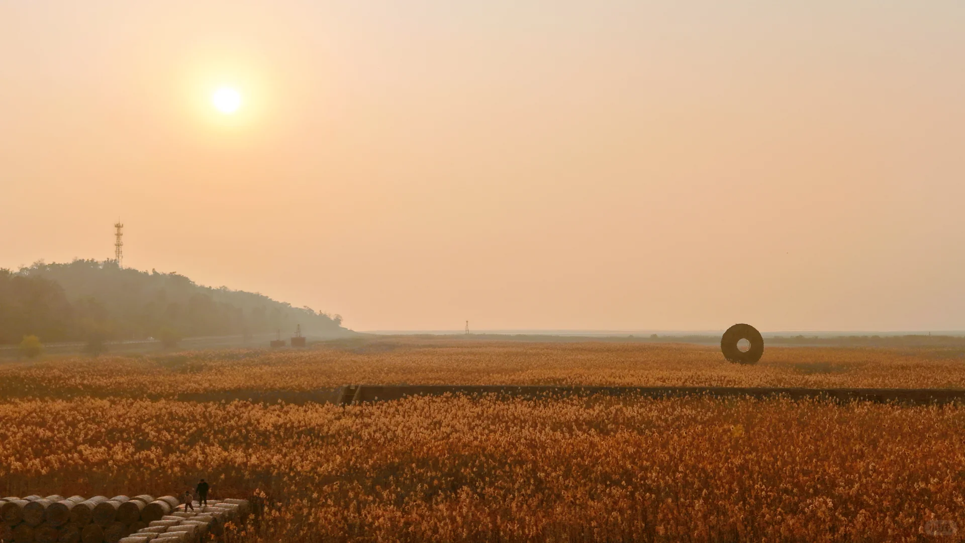 有一种美，叫岳阳的芦苇