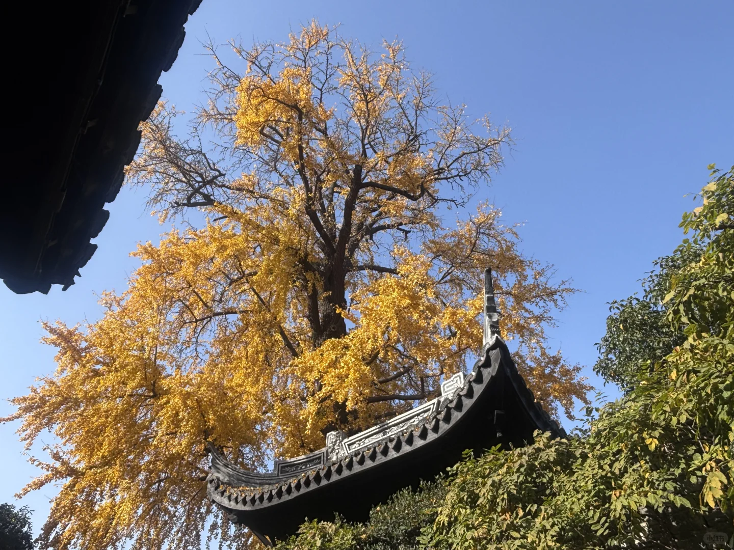 来惠山古镇寻秋