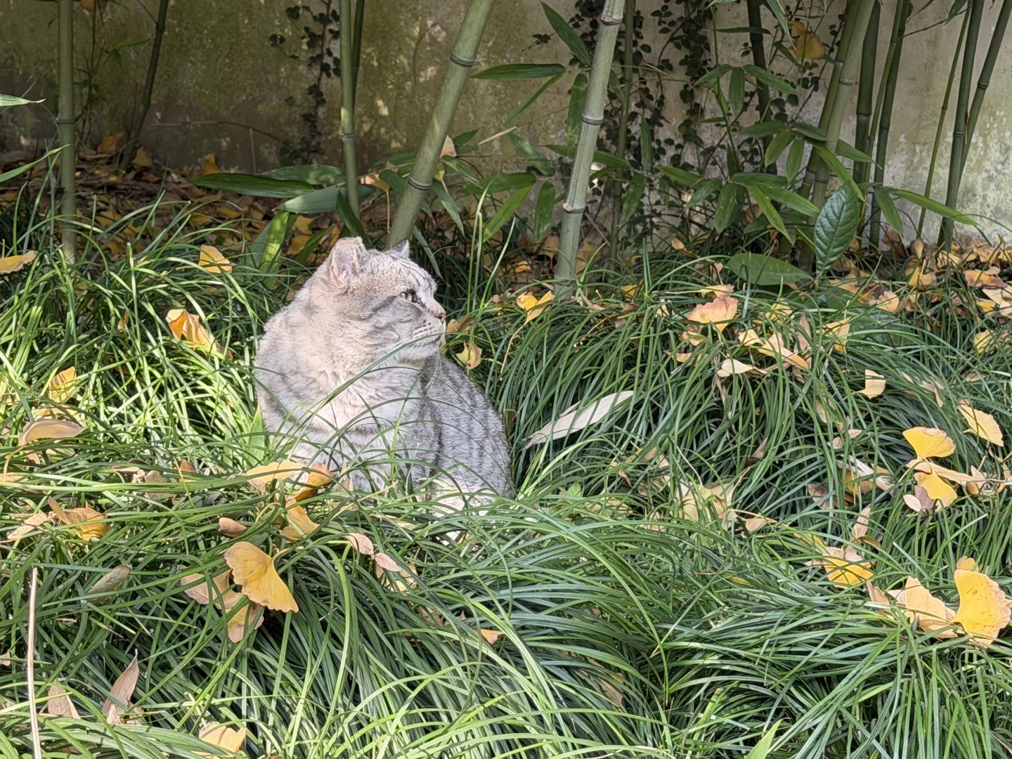 惠山古镇 寄畅园 银杏