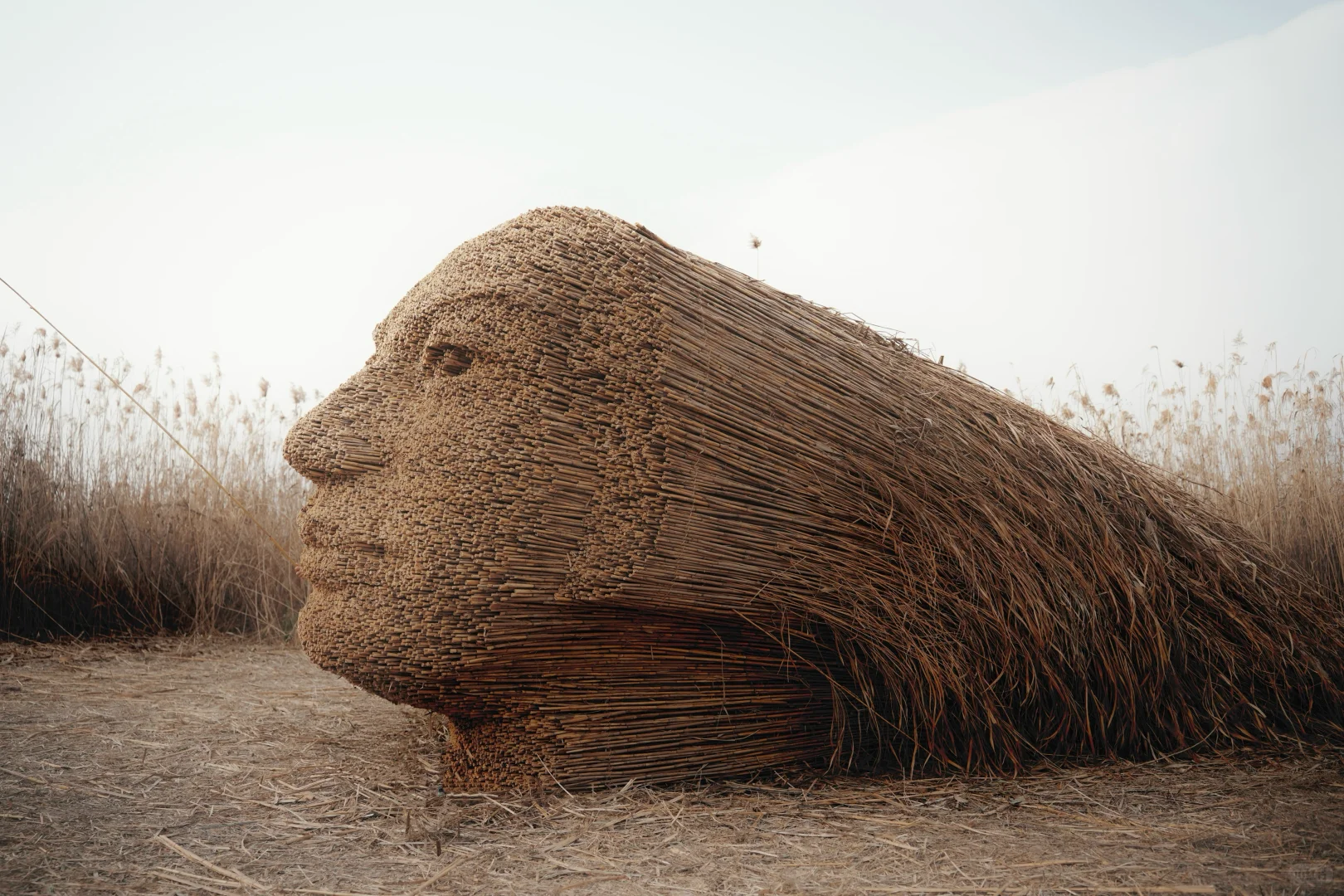 有一种美，叫岳阳的芦苇