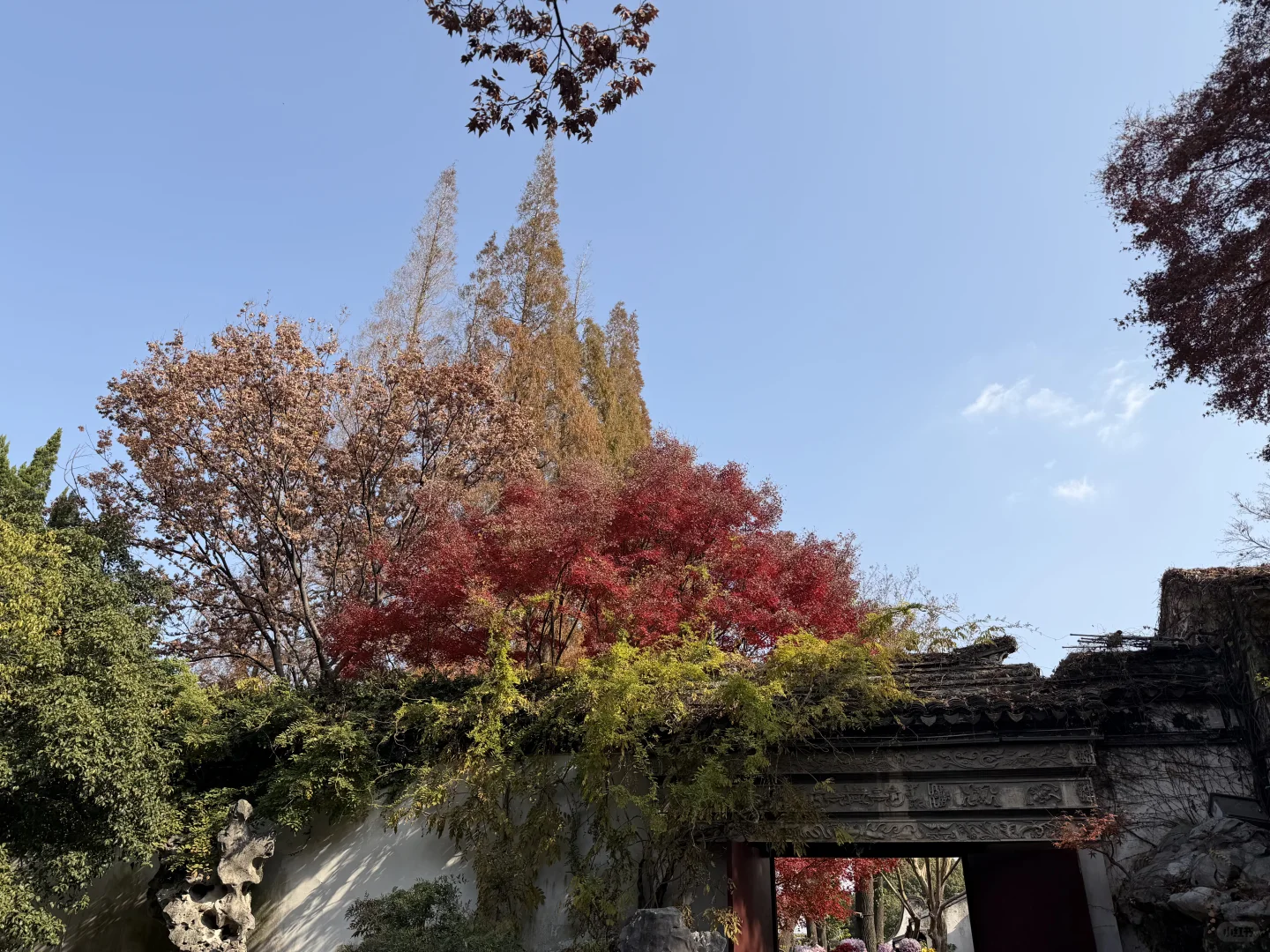 惠山古镇 寄畅园 银杏