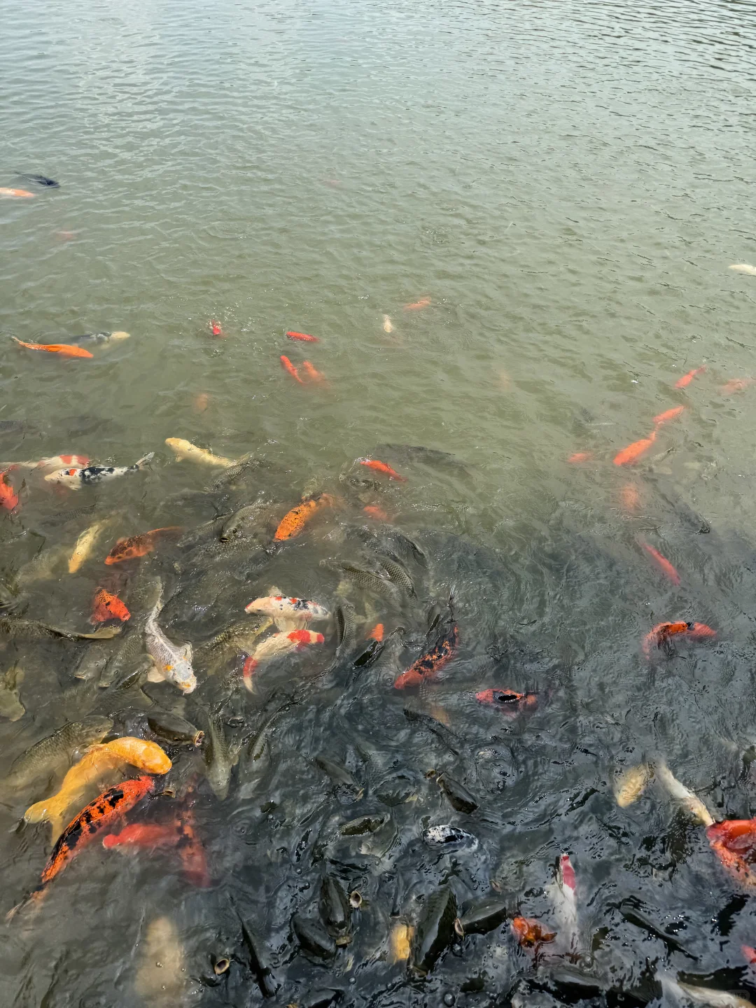 北国水乡🪷荷香苇荡织就的生态画卷