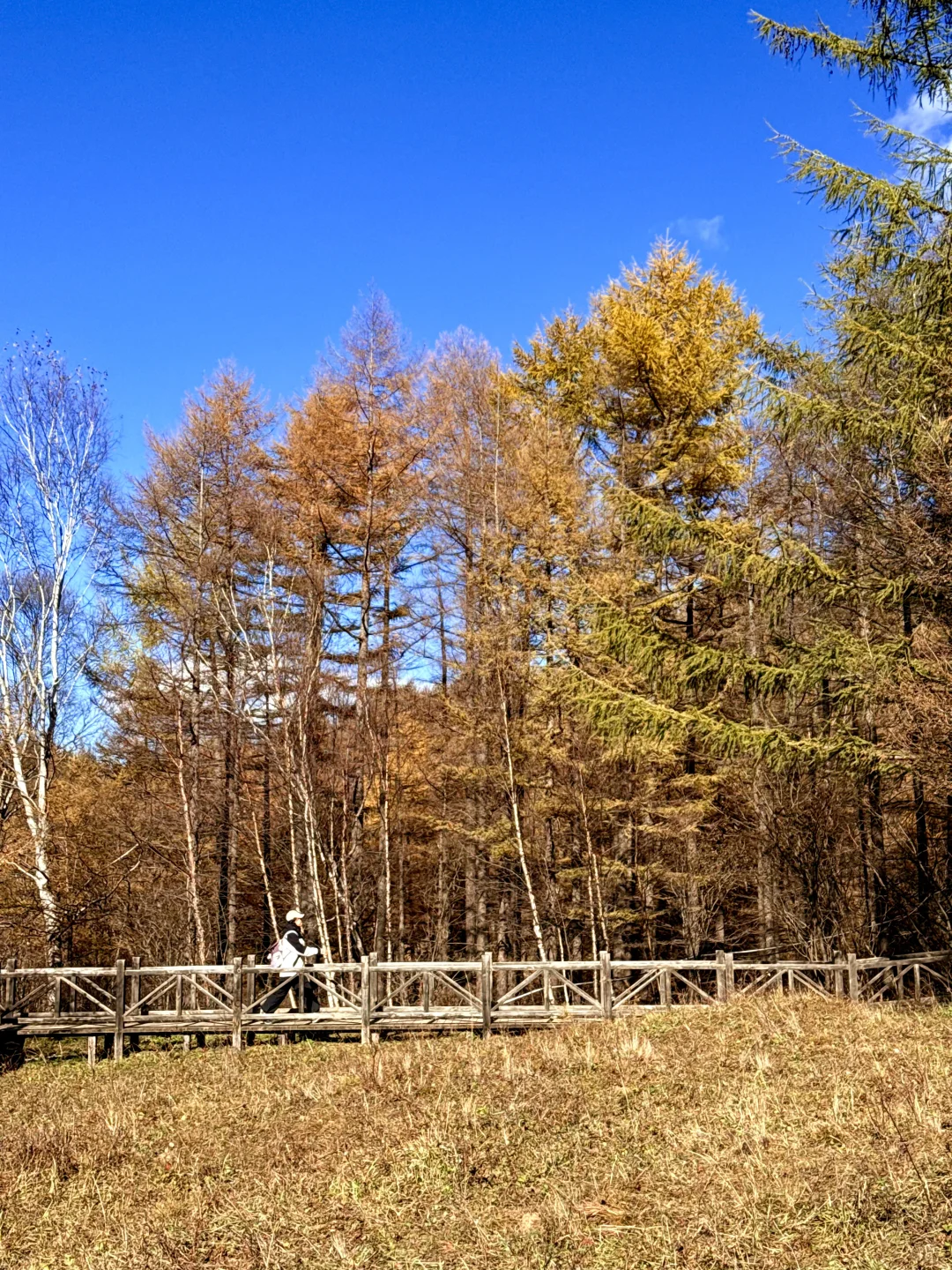 新手第一次爬五岳寨超全攻略|一定要保存好！