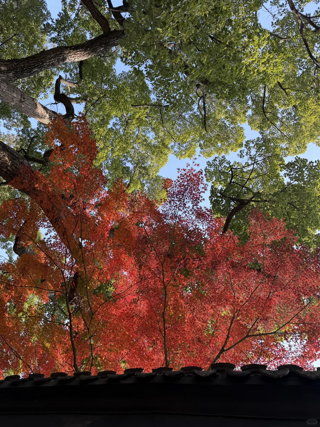 惠山古镇 寄畅园 银杏