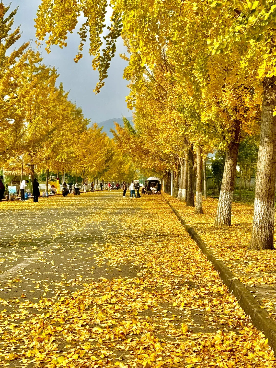 原来成都封神的秋景都是免费的。。。。附地址