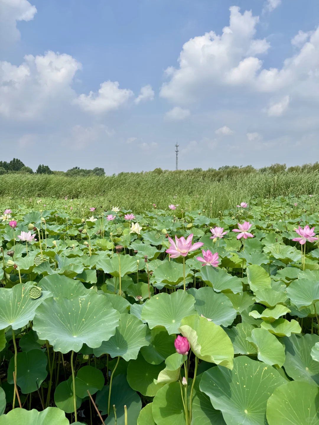 北国水乡🪷荷香苇荡织就的生态画卷