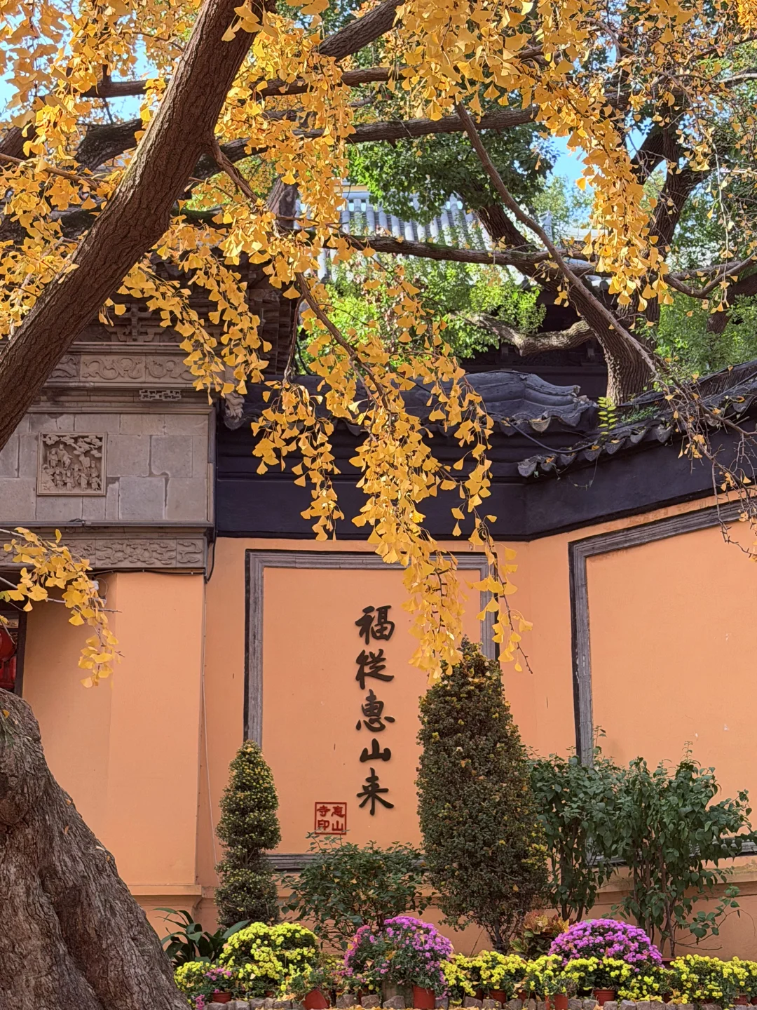 惠山古镇 寄畅园 银杏