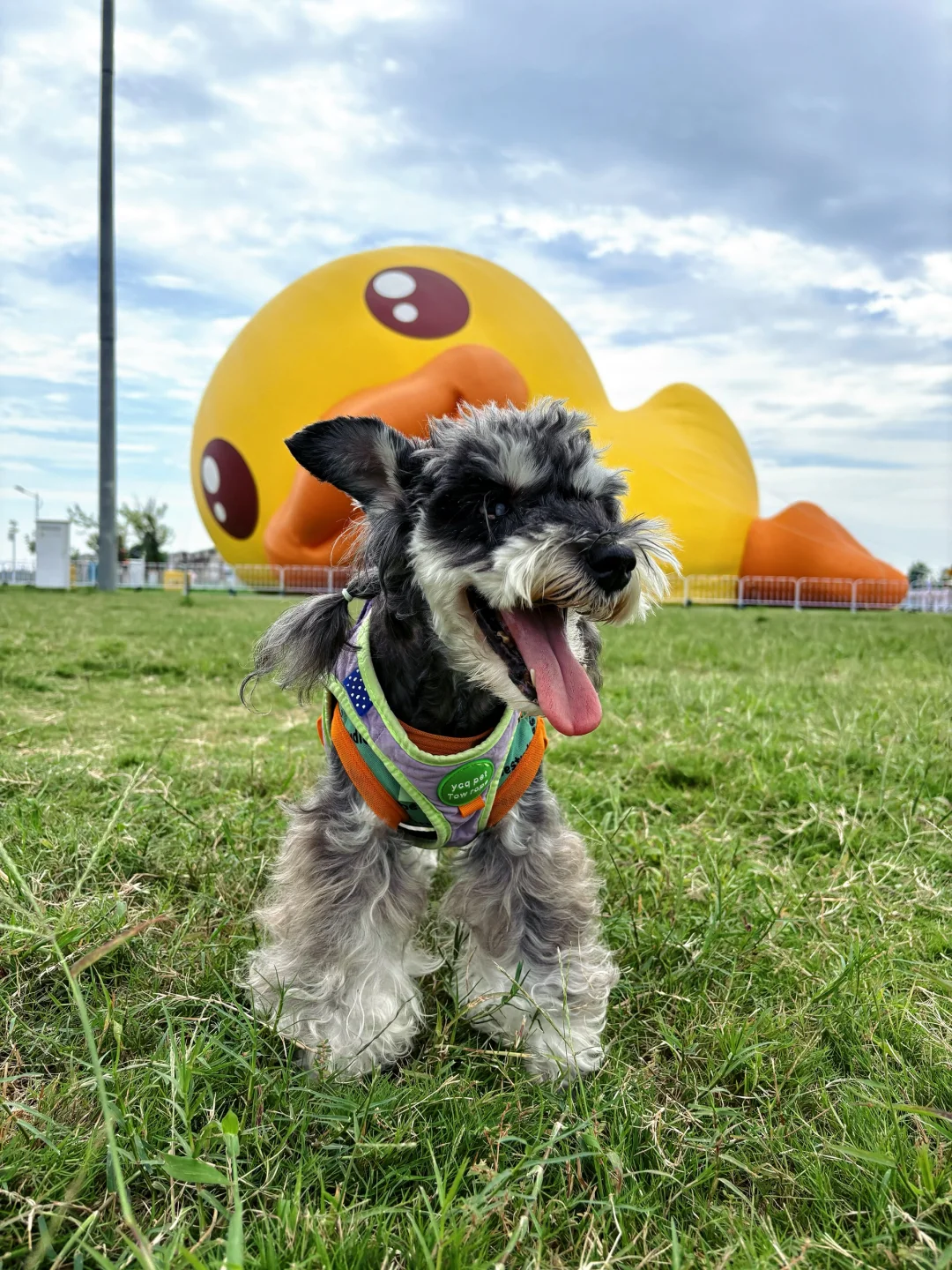 大黄鸭，我来了！附滹沱河艺术生态岛怎么玩