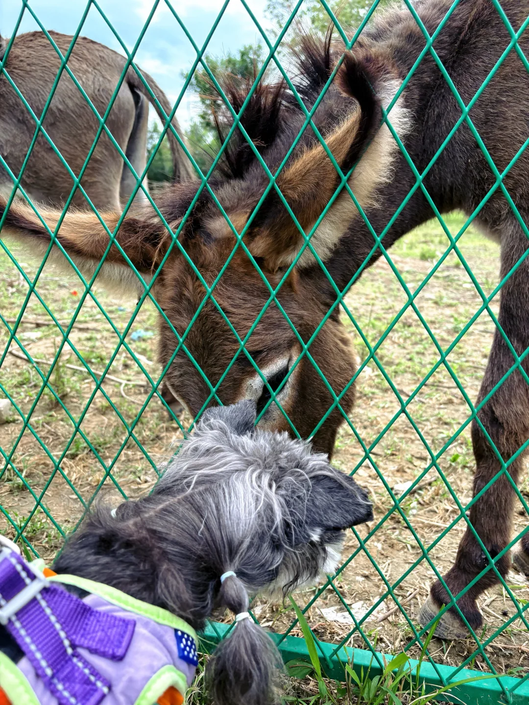 大黄鸭，我来了！附滹沱河艺术生态岛怎么玩