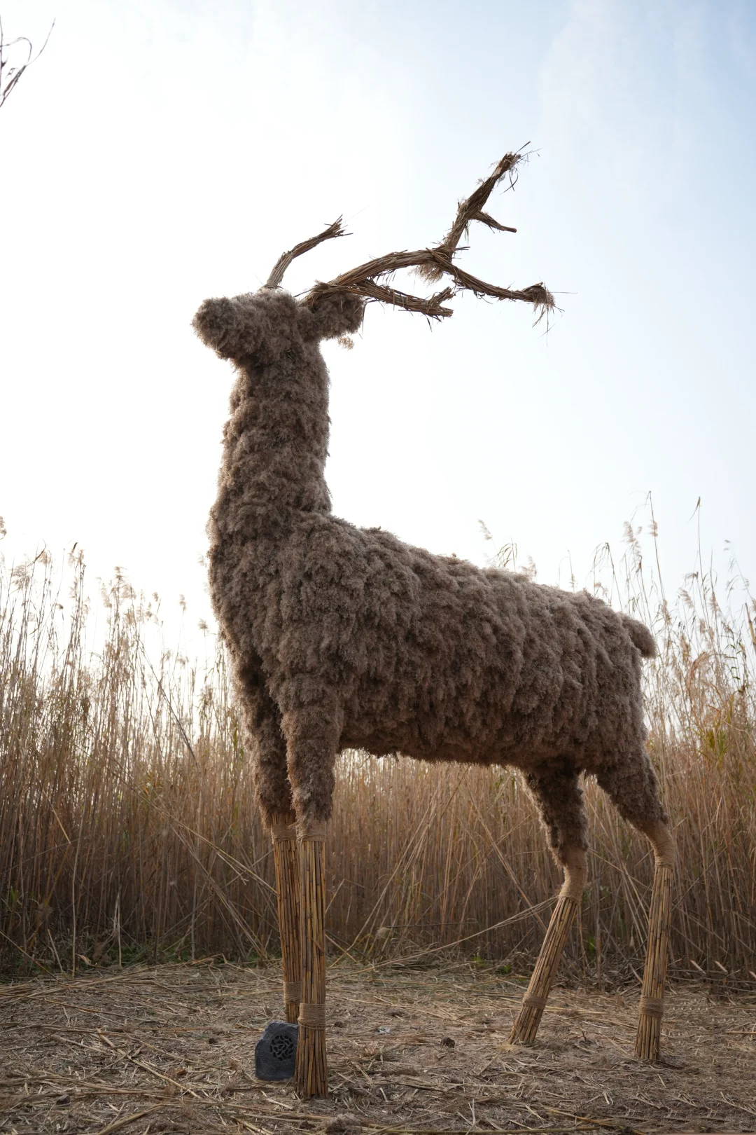 有一种美，叫岳阳的芦苇