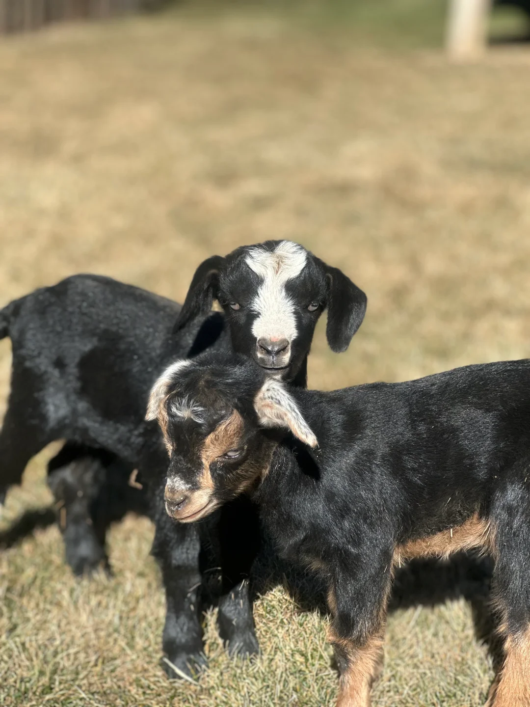 纳帕海小众打卡景点