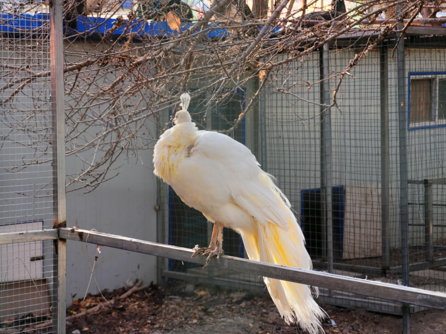 哈密跨年必冲！回王府双时空狂欢太会玩了🎆