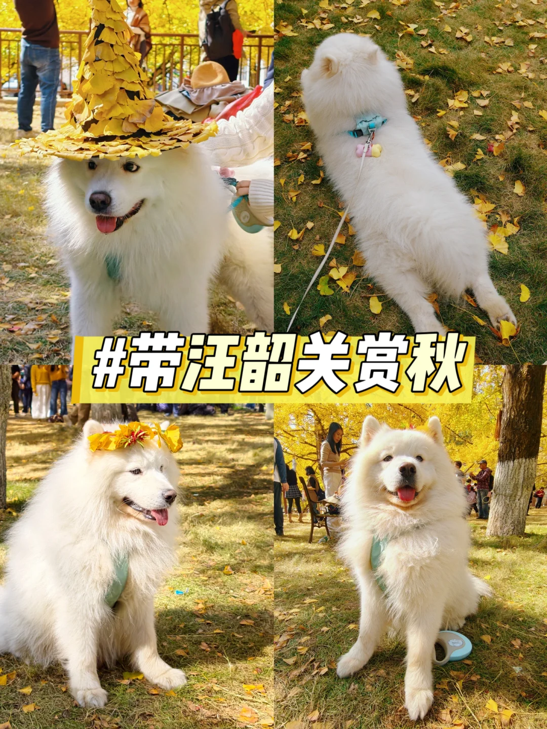 广东带狗游|韶关帽子峰赏银杏叶