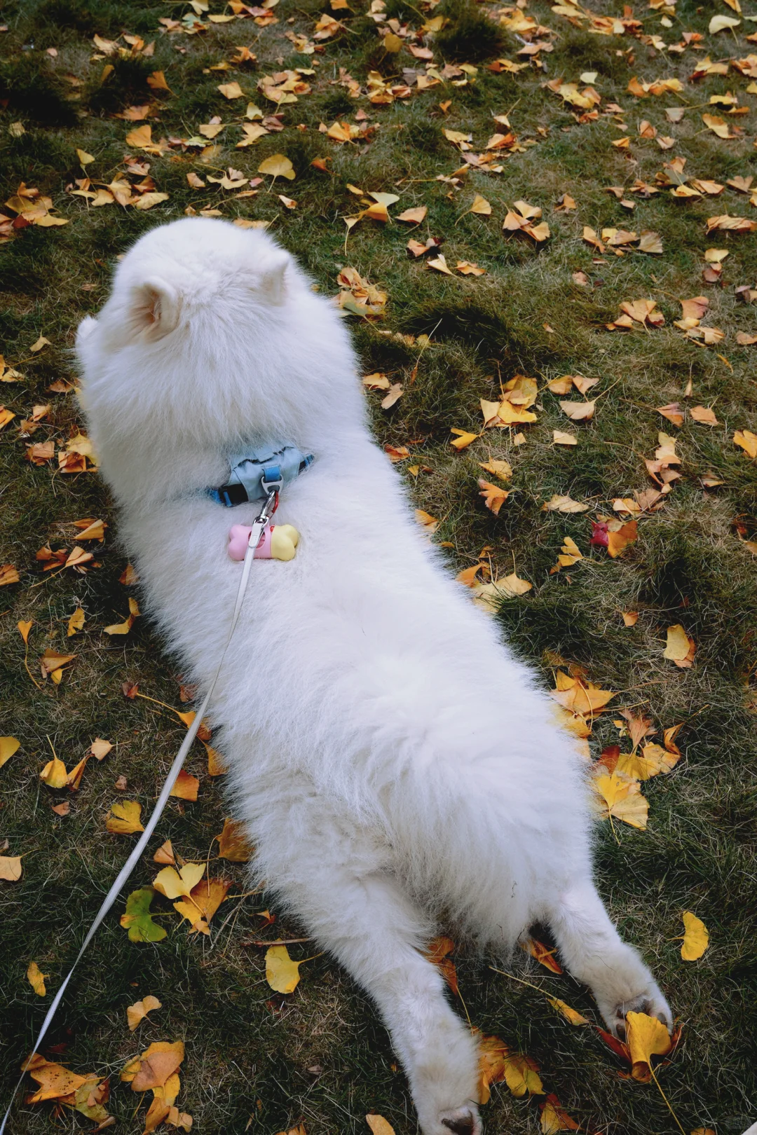 广东带狗游|韶关帽子峰赏银杏叶