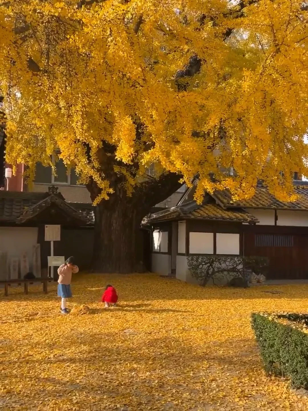 10-12月一定要来腾冲！！看国内最美银杏古村