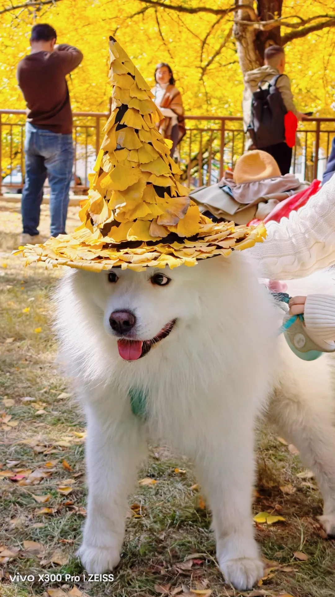 广东带狗游|韶关帽子峰赏银杏叶