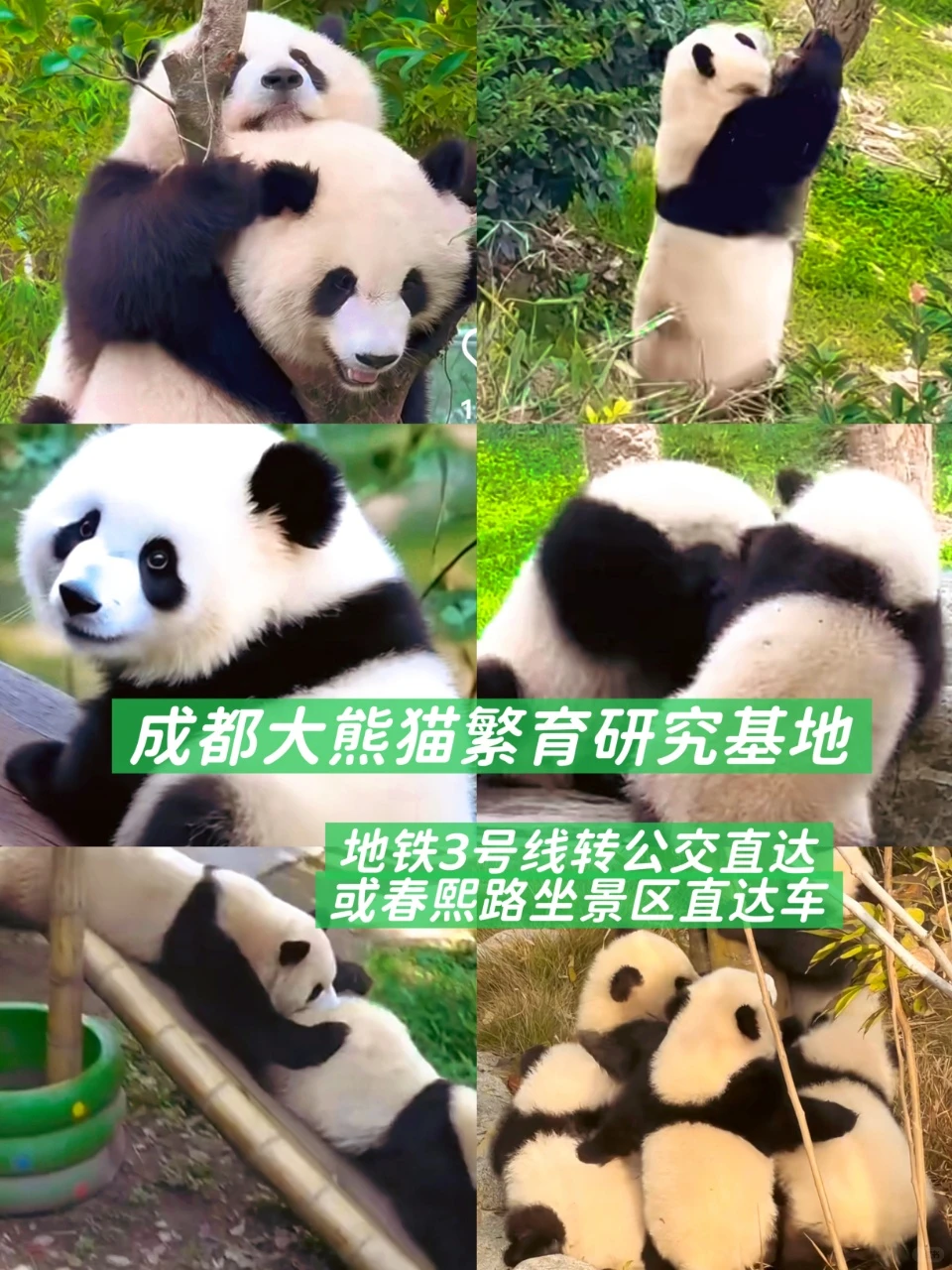 成都！熊猫➕火锅一日游全攻略