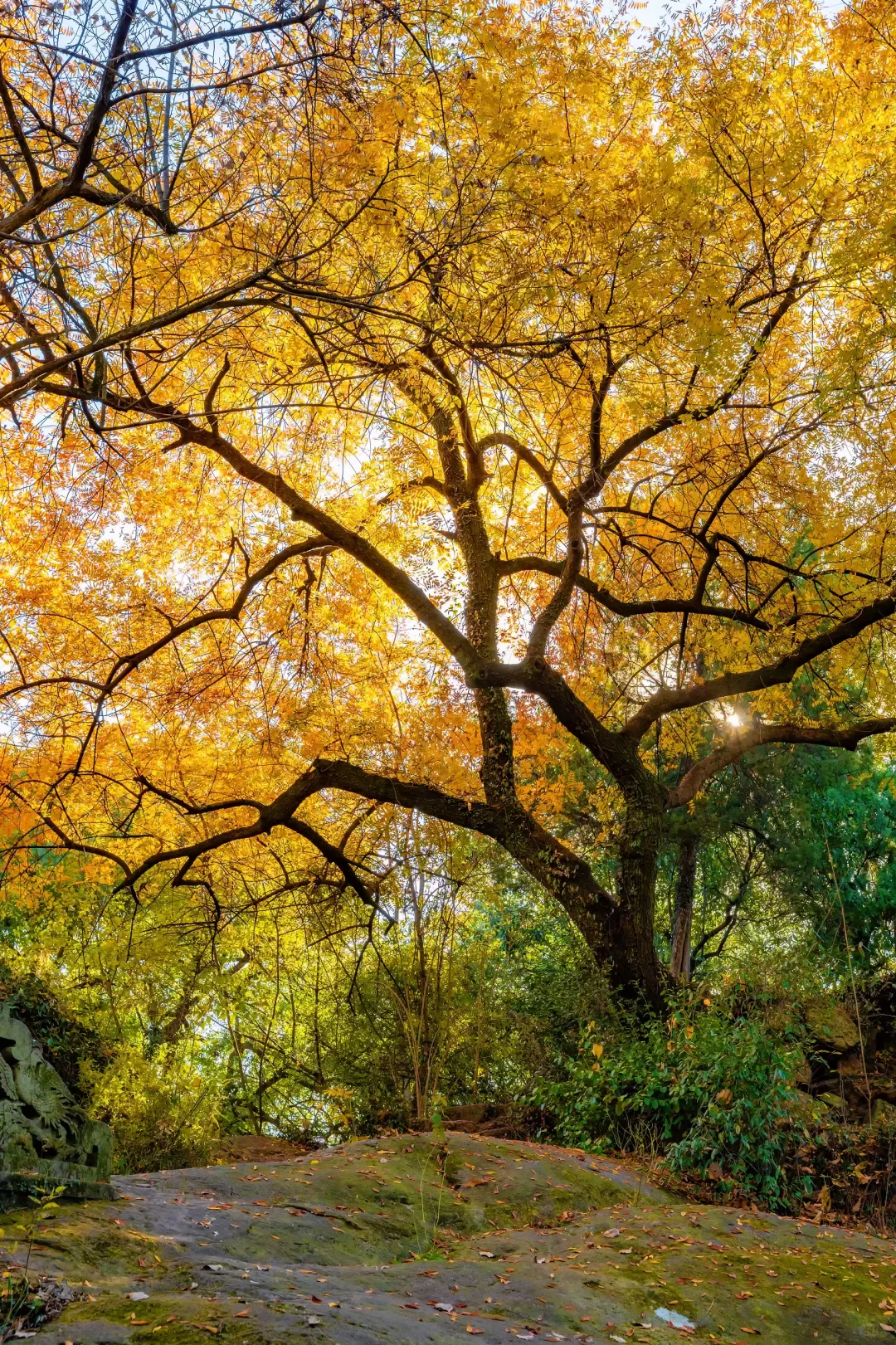 秋天来杭州，我只推荐一个地方‼️‼️