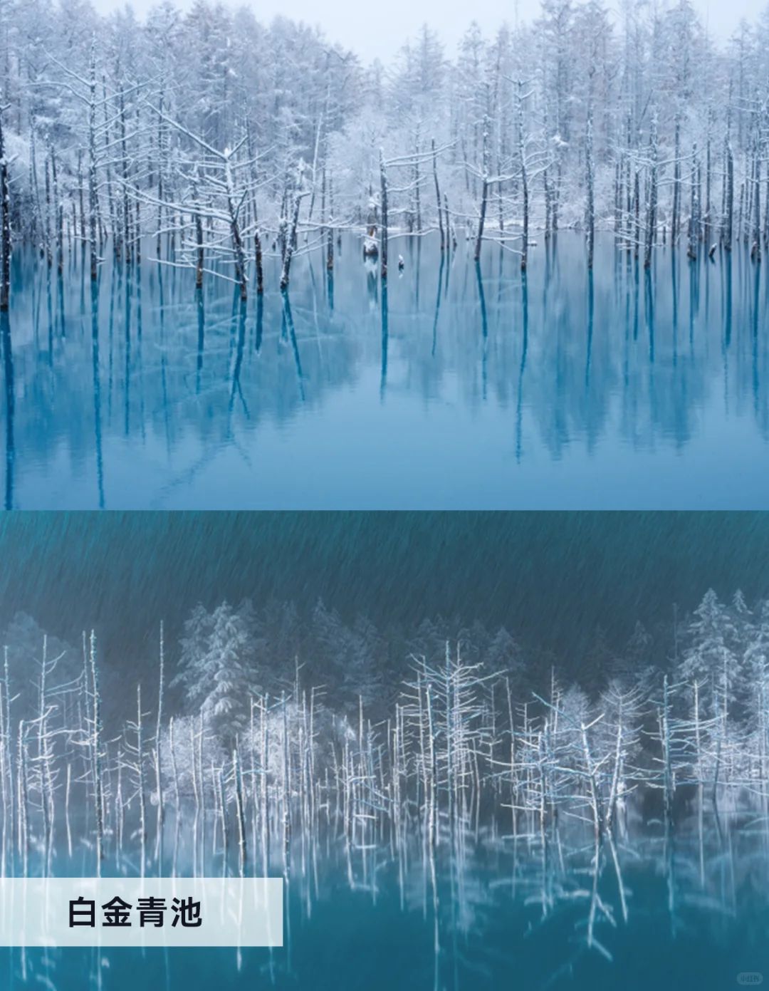 冬日富良野美瑛自由行必看｜景点篇！