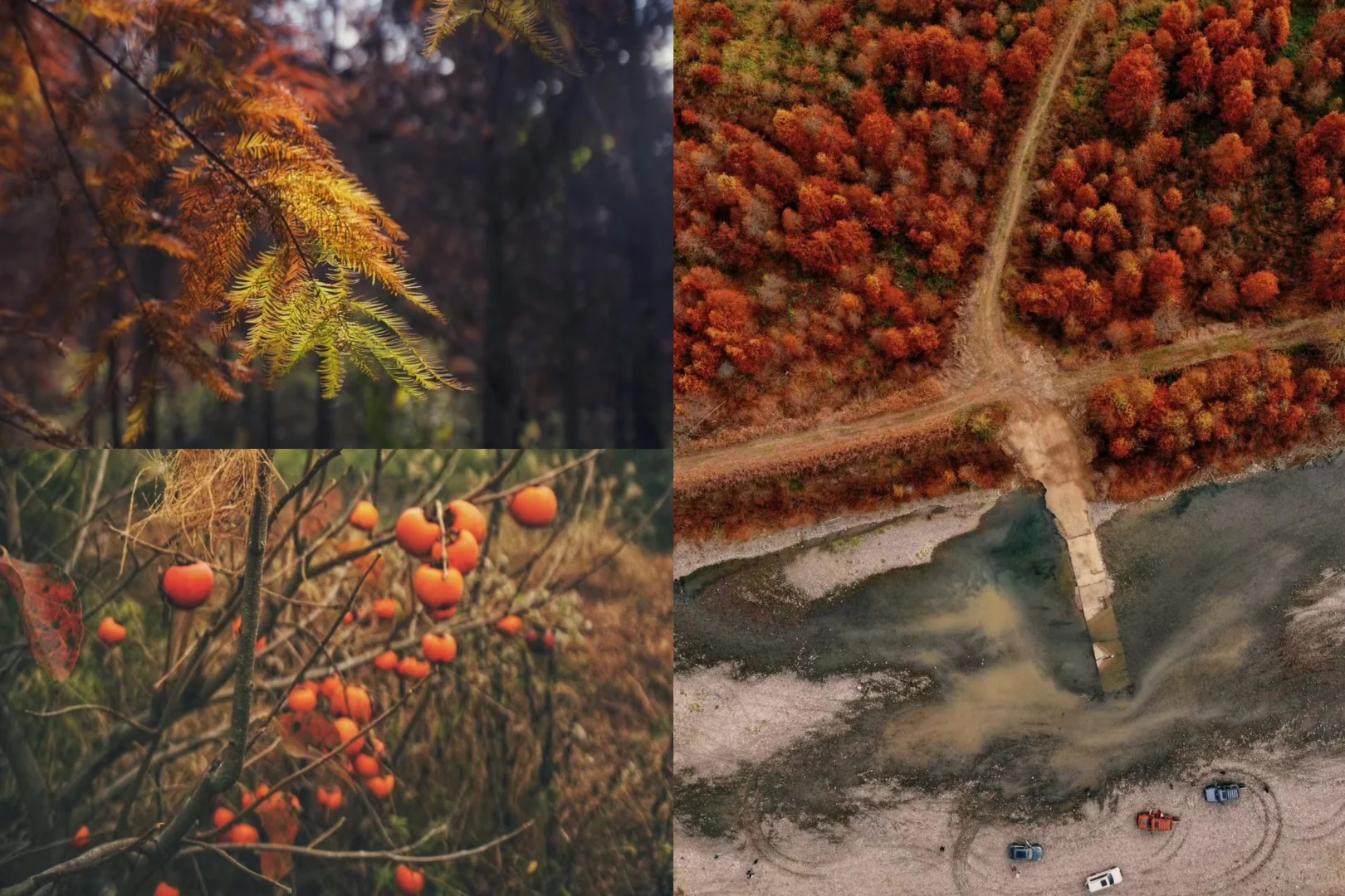 暮秋必冲 皖南落羽红杉已红透 错过等明年