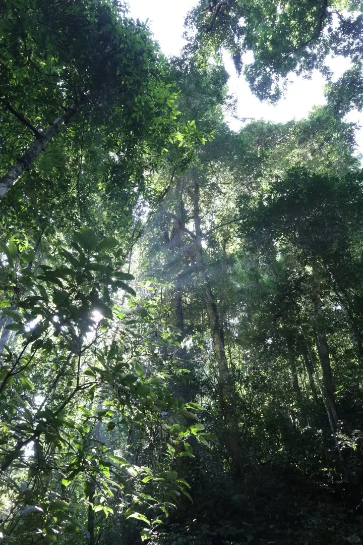 云南旅游必探秘！西双版纳望天树