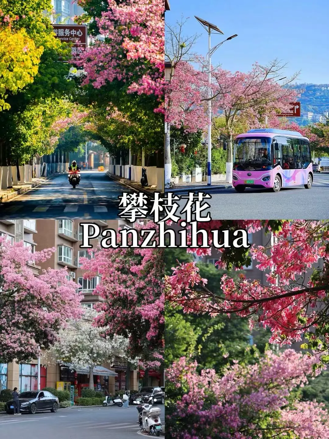 🇨🇳中国冬季避寒胜地｜Warm Winter Escapes