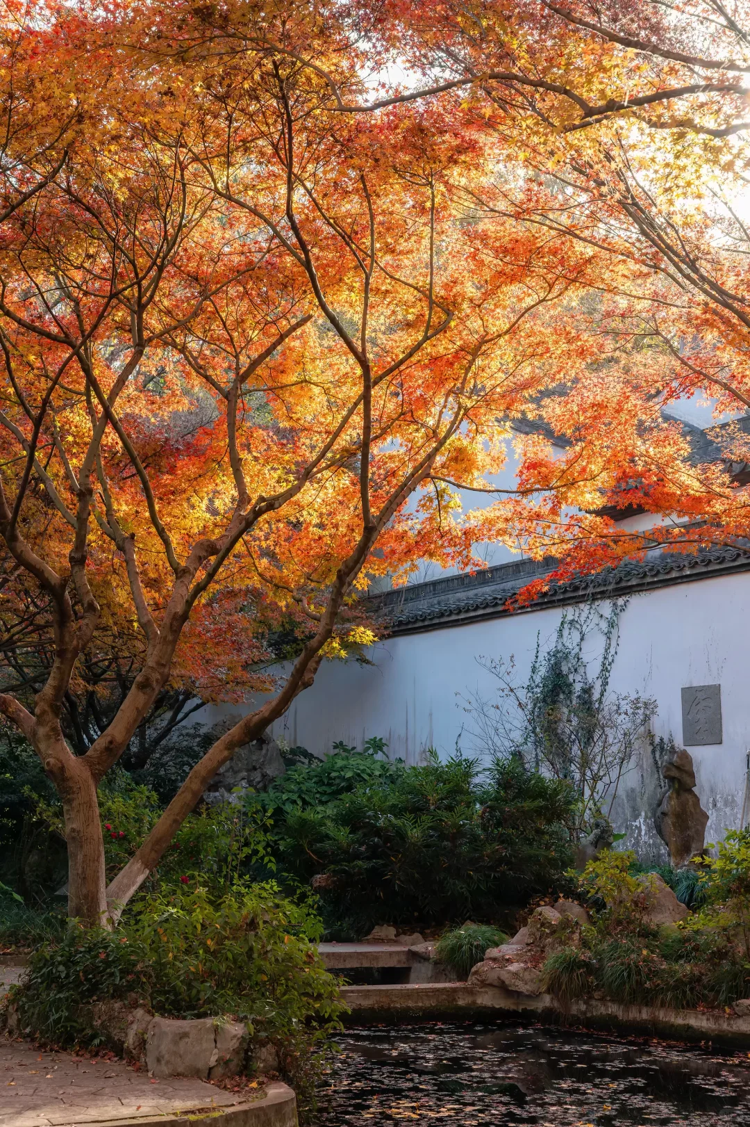 秋天来杭州，我只推荐一个地方‼️‼️