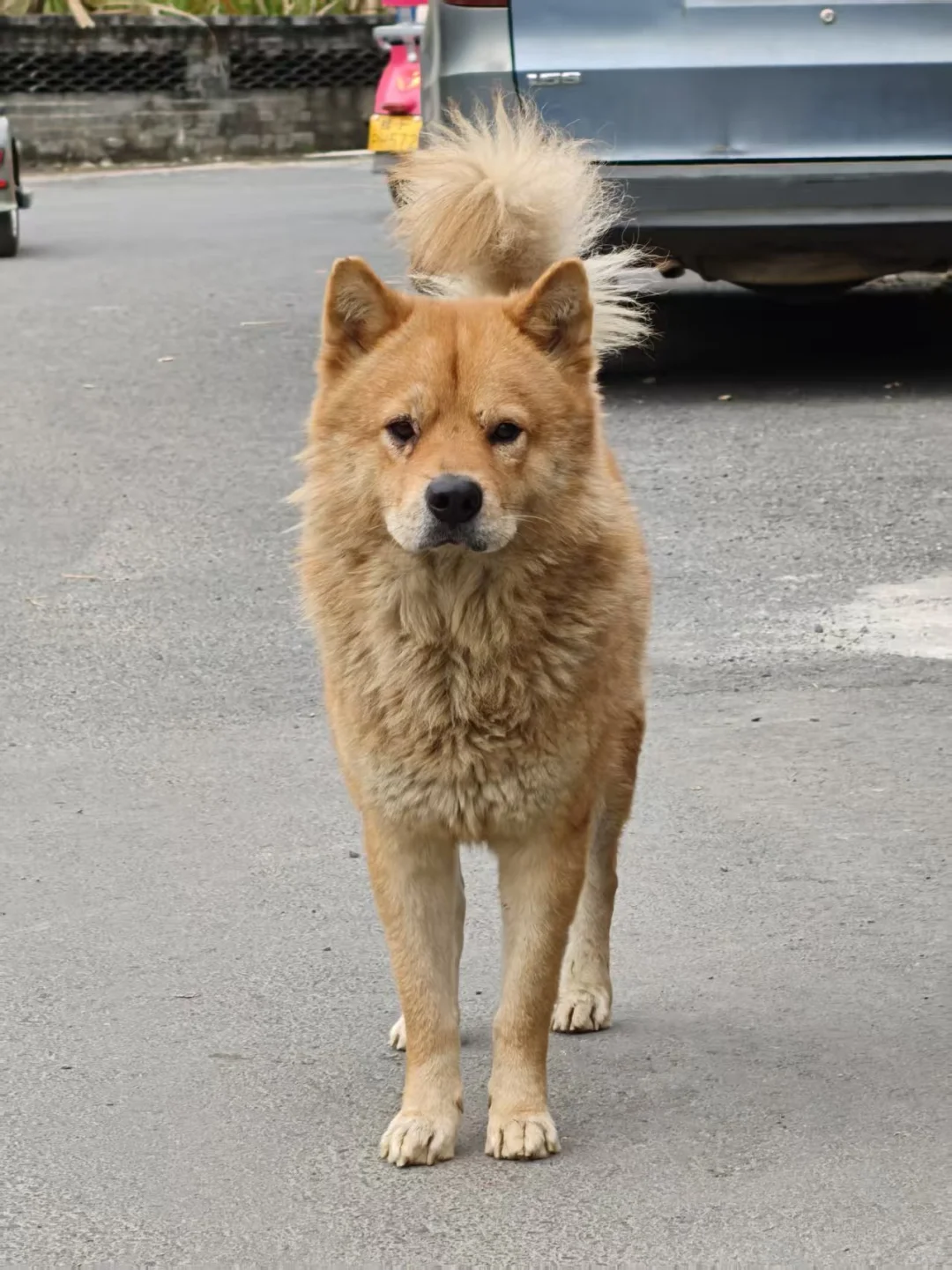 明仕田园景区12月6日现状