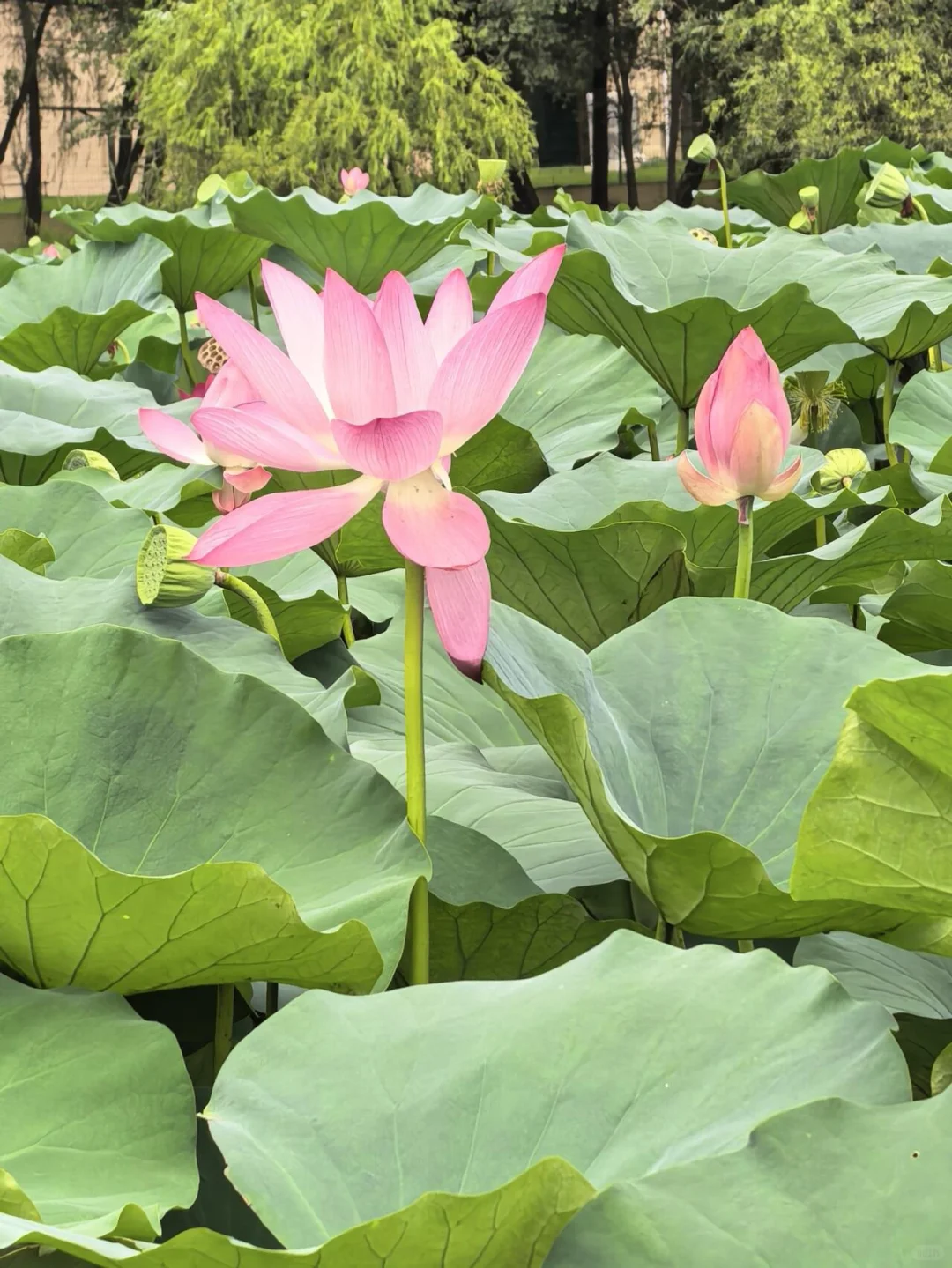 🌿唐山南湖亲子游｜宝藏遛娃地，轻松玩整天！