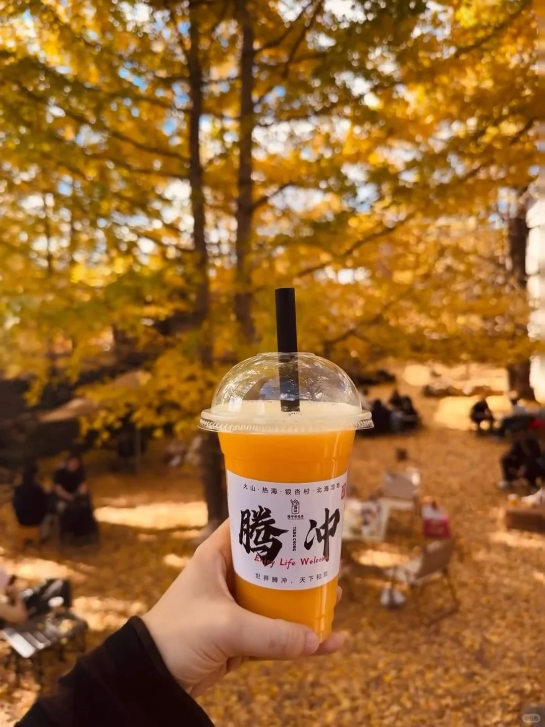 10-12月一定要来腾冲！！看国内最美银杏古村