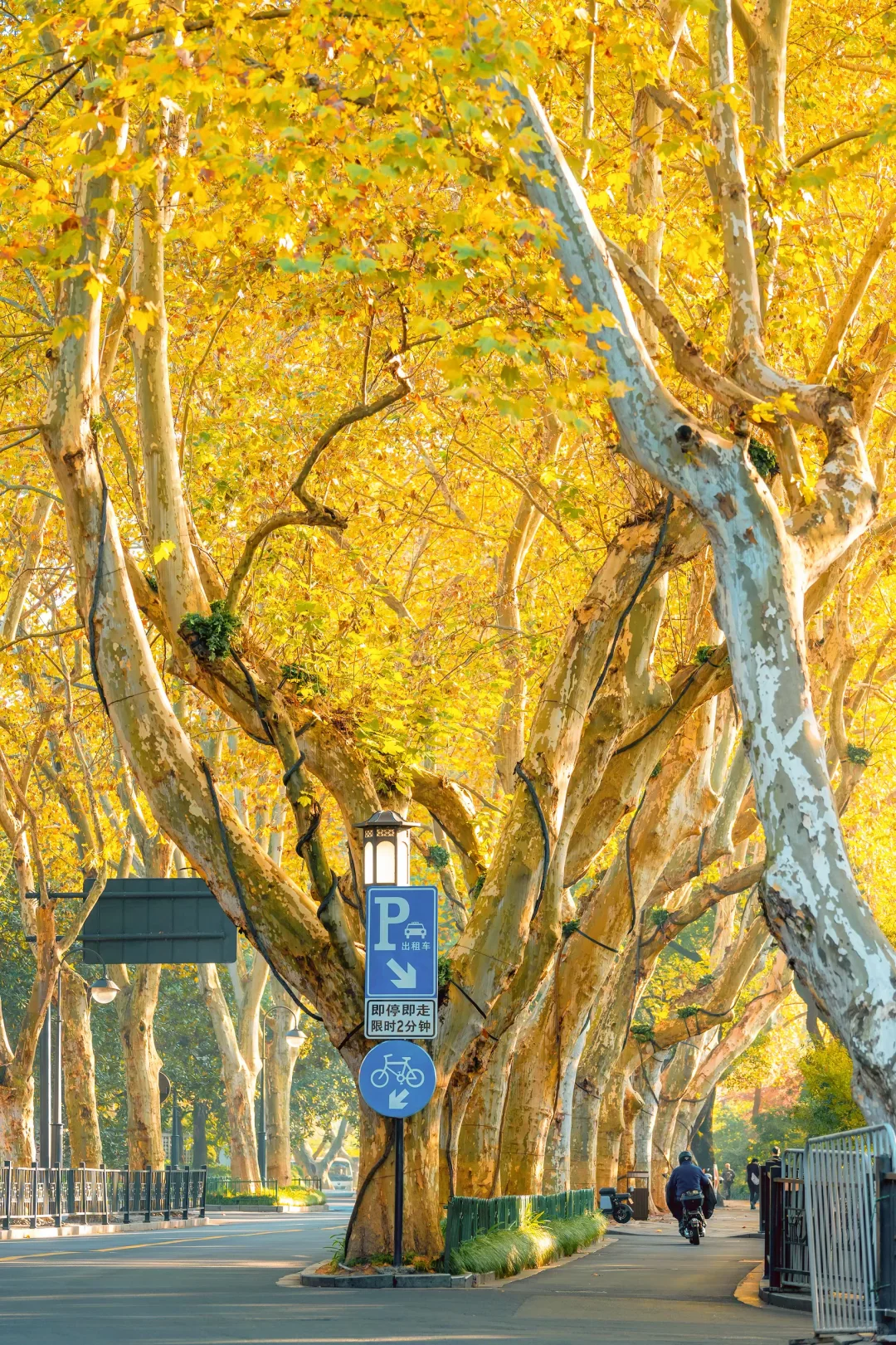 秋天来杭州，我只推荐一个地方‼️‼️