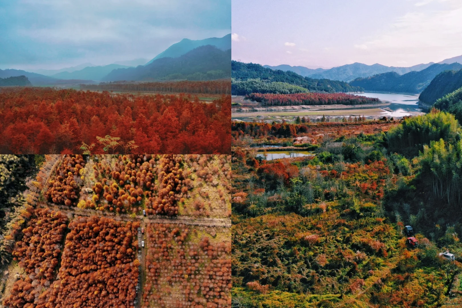 暮秋必冲 皖南落羽红杉已红透 错过等明年