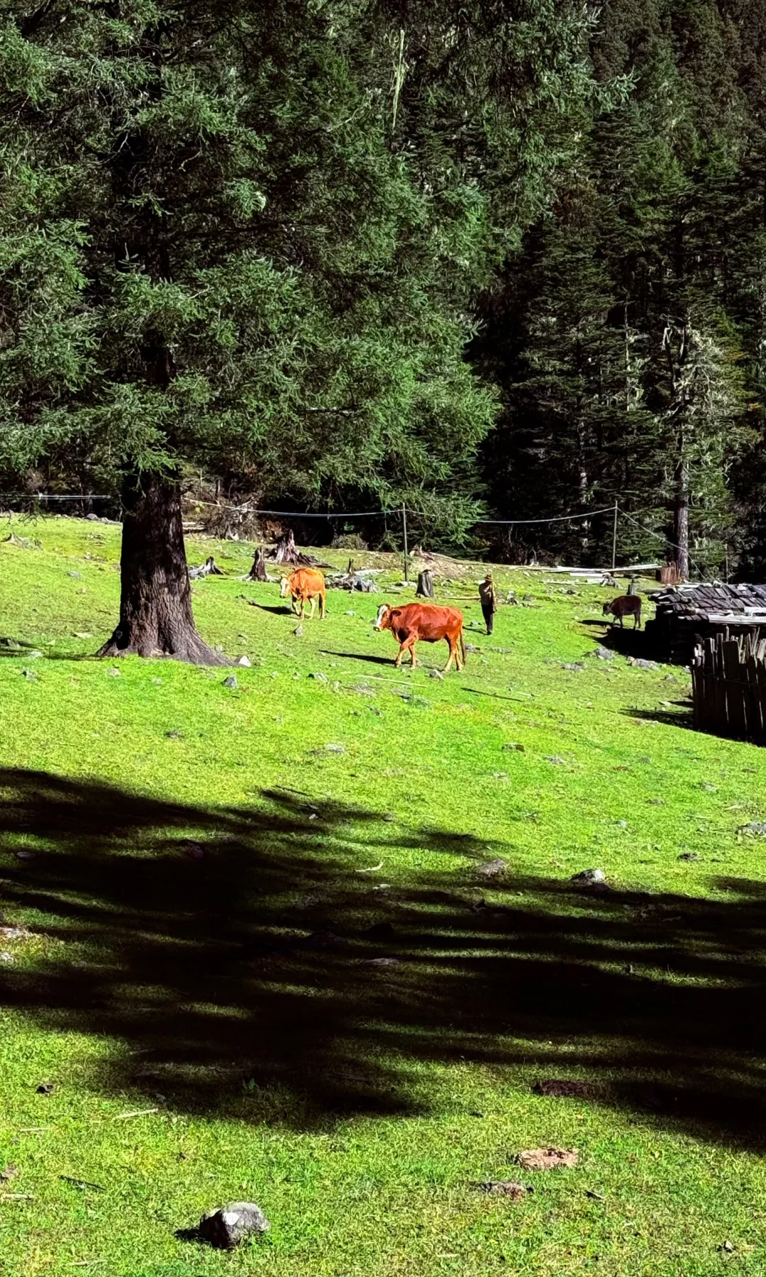 天🦆！！！这是到了天堂吗！！！📍附攻略